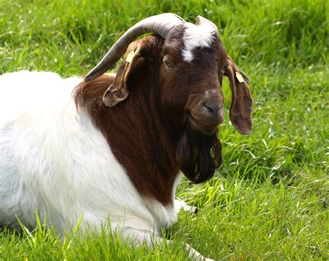 Symptoms of Stomach Worm in Goats - Goat Farming