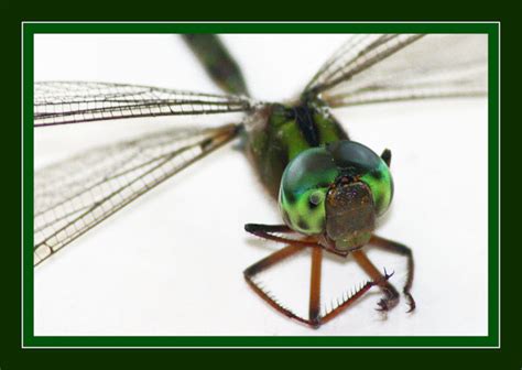 Birds and Nature Photography @ Raub: Anatomy of Dragonfly's Head