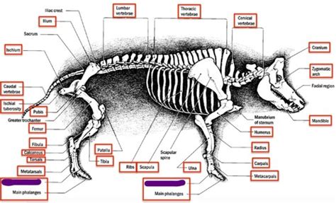 Pig skeletal system Flashcards | Quizlet