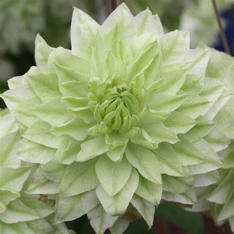 Buy Clematis Florida 'Alba Plena' | J Parker Dutch Bulbs