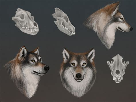 Wolf Front View Anatomy