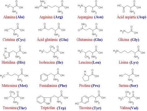 Bioquímica y Nutrición: Proteínas.