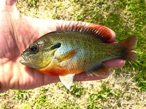 Maryland Biodiversity Project - Redbreast Sunfish (Lepomis auritus)