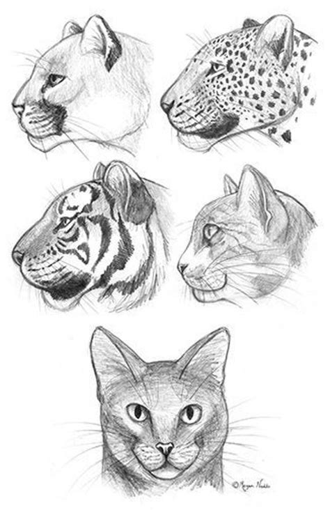 Artist Reference Sheet Download: Feline Faces | Etsy UK