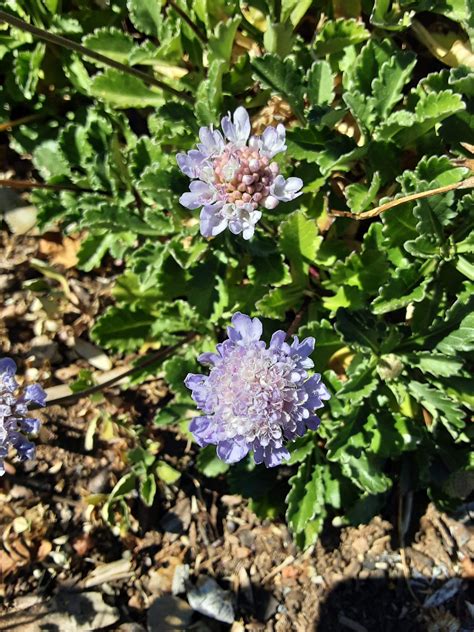 Scabiosa farinosa 30 seeds – Trigg Plants