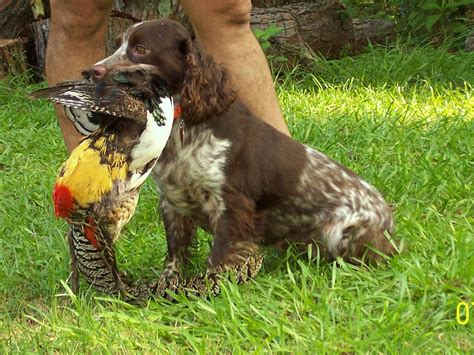 English Cocker Spaniel Hunting | 1001doggy.com