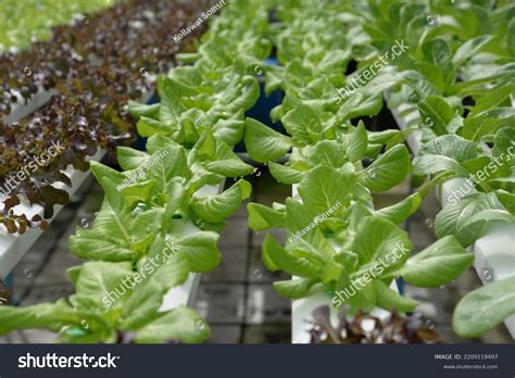 Hydroponic Nutrient Film Technique Nft System Stock Photo 2209119497 | Shutterstock