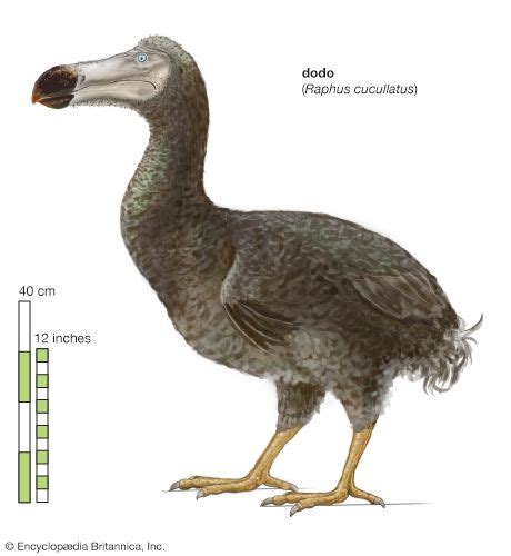 Dodo | Bird, History, & Facts | Britannica