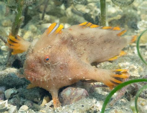 Red_240 - Handfish Conservation Project