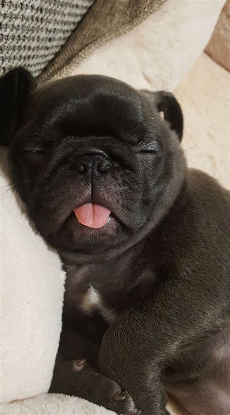 The cutest sleeping pug.. What do you think? | Cuccioli di bulldog ...