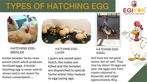 types of hatching egg | egiyok.com Types of Hatching Egg | Flickr