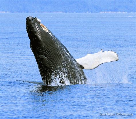 "Baby Humpback Whale Breaching" by Gina Ruttle (Whalegeek) | Redbubble