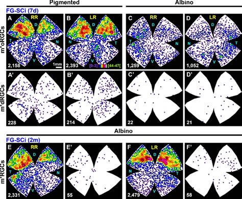 Effect of tracing from the superior colliculi on m þ RGC... | Download ...