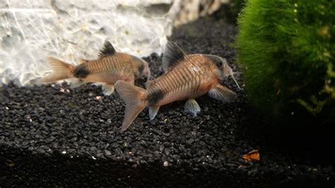 Question about corydoras - General Discussion - C.A.R.E.