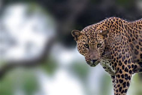 Leopard Safaris in Sri Lanka | Blue Lanka