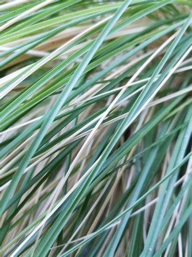 Deergrass (Muhlenbergia Rigens) Flower, Leaf, Care, Uses, 47% OFF