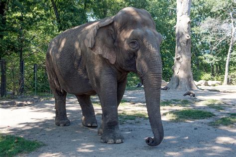 Bronx Zoo euthanizes 48-year-old elephant, Maxine