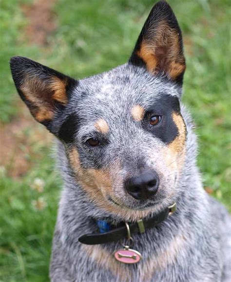 Types Of Blue Heelers - Photos All Recommendation