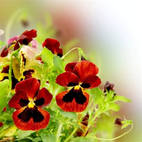 Floral Flower Pansy Border - Stock Image - Everypixel