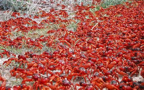 Red Crab Migration Christmas Island Travel