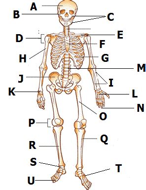 Play Human Body Bones Test quiz: study these multiple choice test questions and answers