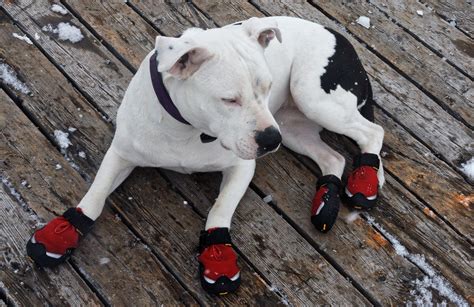 The Best Dog Snow Boots for Protecting Dog Paws in 2019