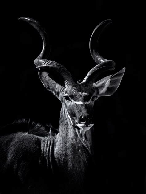 High Contrast print of an African male Kudu in Kruger National Park. A variety of fine art ...