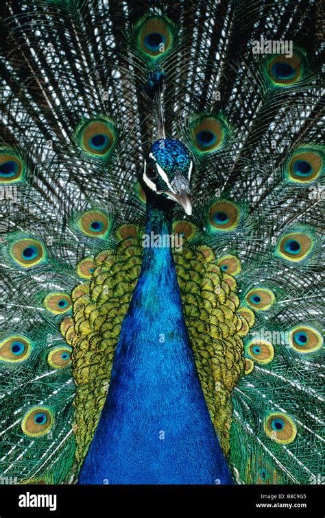 PEACOCK display Stock Photo: 22398549 - Alamy