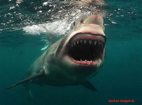 White shark - open mouth The Great White, Great White Shark, Shark ...