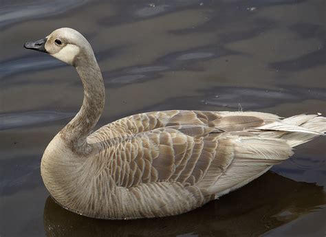 Albino Canada Goose | Gordzilla1 | Flickr