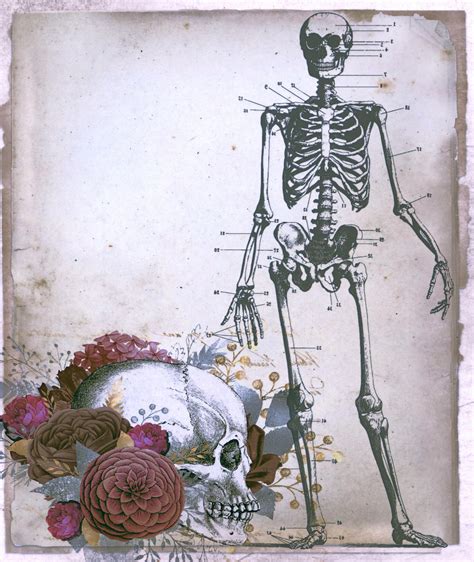Vintage Skull And Skeleton Free Stock Photo - Public Domain Pictures