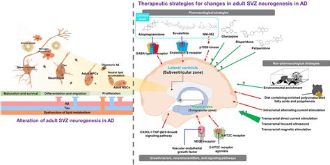 Frontiers | Relationship between adult subventricular neurogenesis and ...