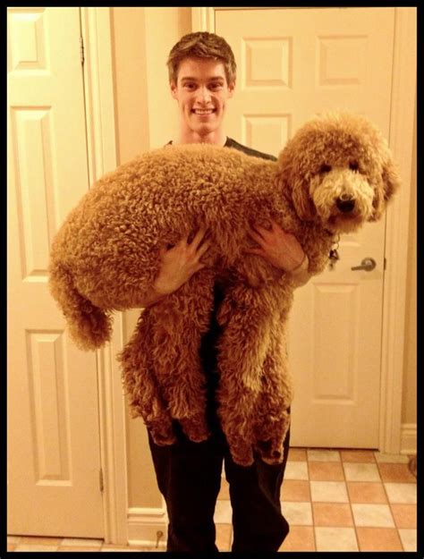 Whats The Biggest Poodle