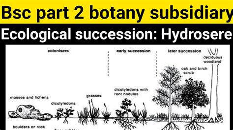 Bsc part 2 botany subsidiary Ecological succession Stages of hydrosere || Plant succession ...