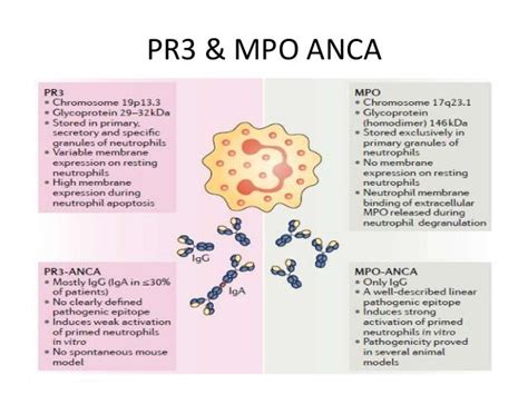 Anca testing in small vessel vasculitis