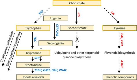 Activated steps in the pathways of ''indole alkaloid biosynthesis'',... | Download Scientific ...