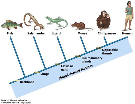 Evolution - Ms A Science Online www.msascienceonline.weebly.com