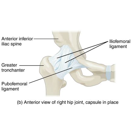 Pubofemoral ligament function Archives - Samarpan Physiotherapy Clinic