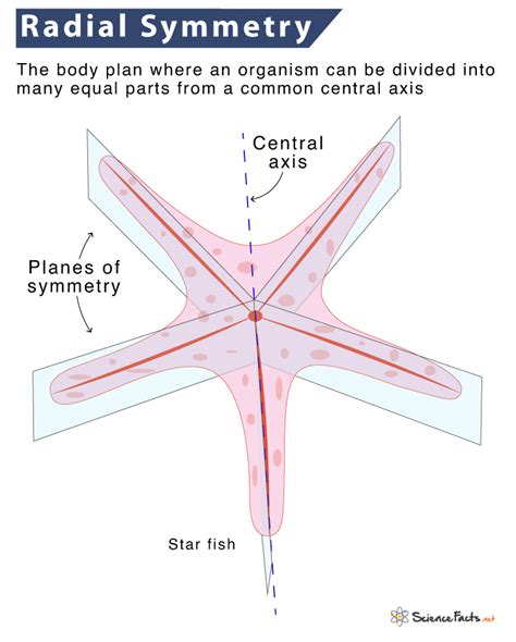 Radial Symmetry – Definition, Examples, & Advantages