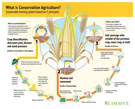 ¿Qué es la agricultura de conservación? | CIMMYT