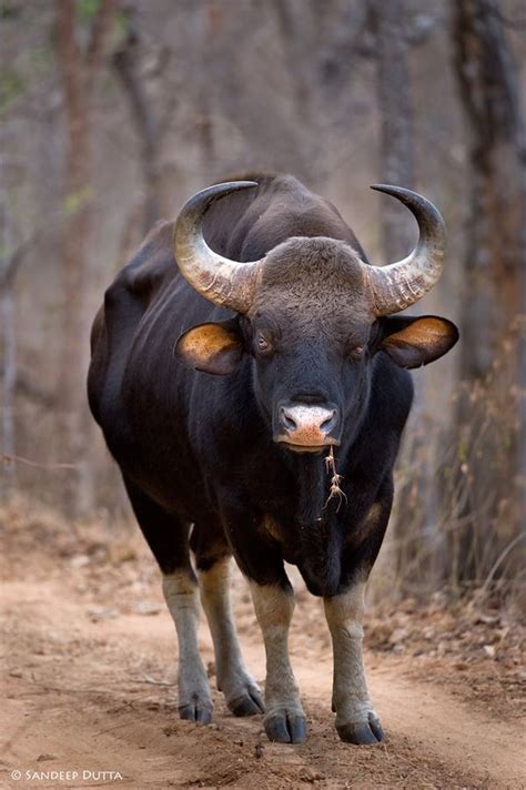 Indian Bull GaurThe gaur, also called Indian bison, is the largest extant bovine, native to ...