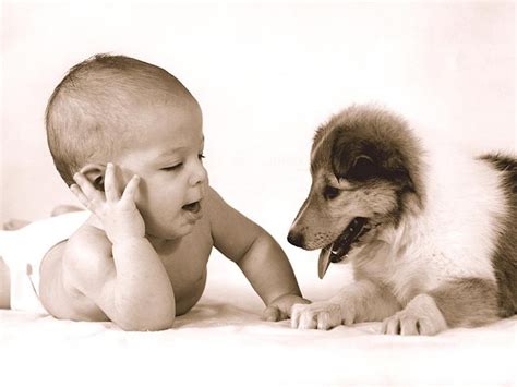 Funny Dog and Baby | Funny Animals