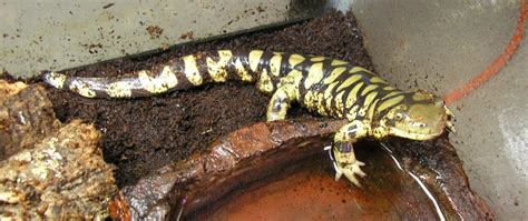 Tiger Salamander Care in Captivity >> Amphibian Care