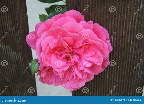 Big Red Rose with a Bud on a Wooden Background Stock Image - Image of ...