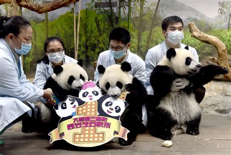 Cute pandas in China zoo get zookeeper in a tangle, Asia News - AsiaOne