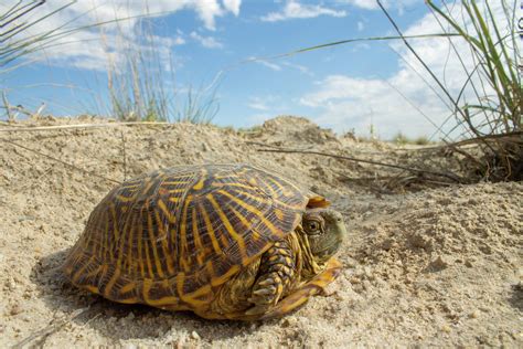 Desert box turtle from Cochise Co. AZ : r/arizona