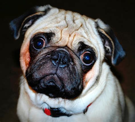 Sad Pug Face by Padraiginsart on DeviantArt