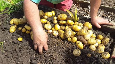 Potato Harvesting! - YouTube