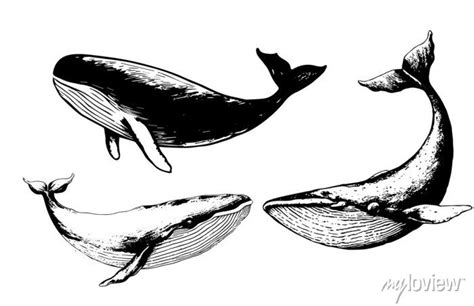 Vector hand drawn of humpback whale. whale vintage sketch illustration wall mural • murals swim ...