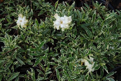 Gardenia jasminoides radicans 'Silver Lining' – Nurseries Caroliniana